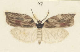 Image of brindled bell moth