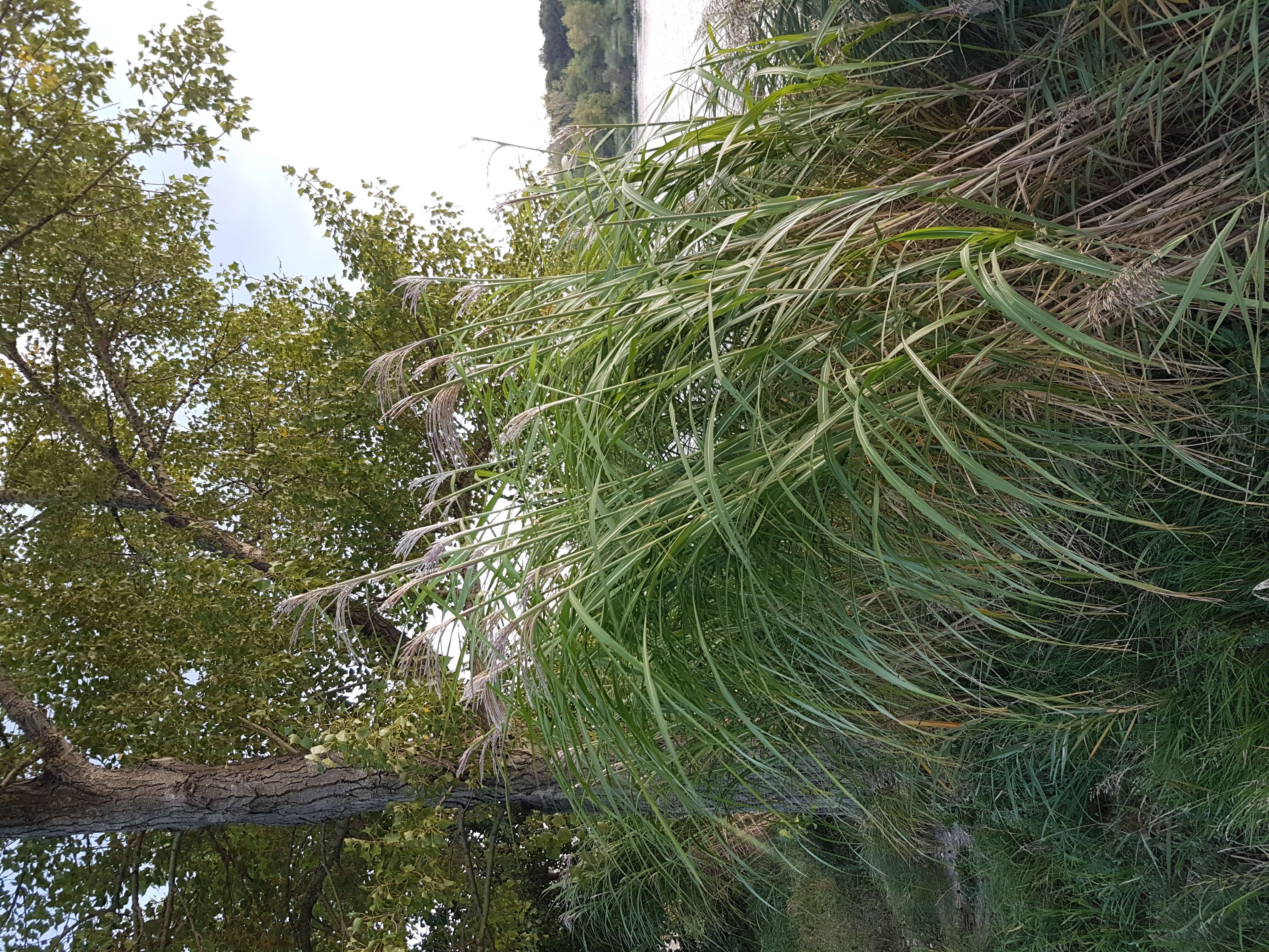 Слика од Miscanthus sacchariflorus (Maxim.) Benth. & Hook. fil. ex Franch.