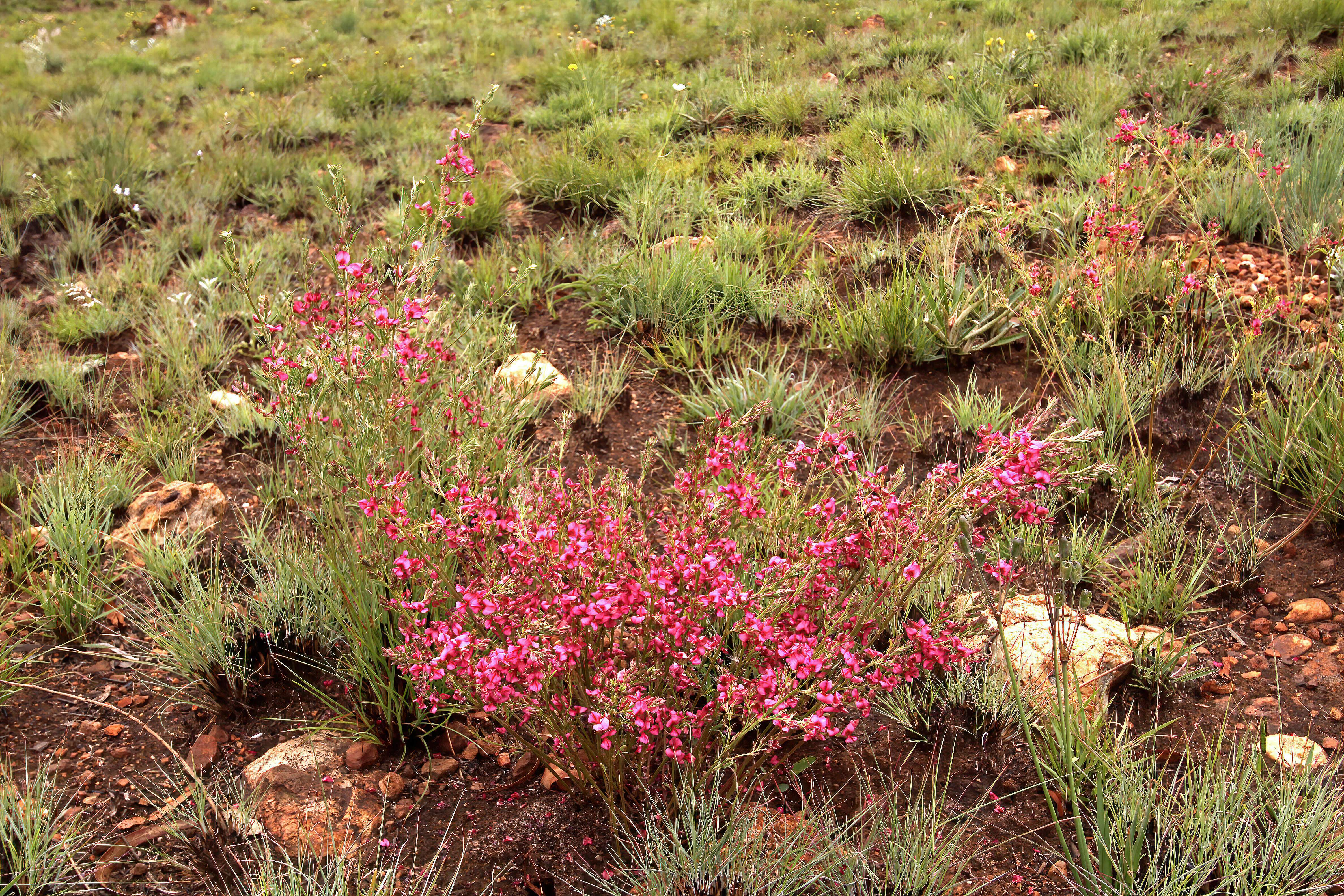 Imagem de Indigofera hilaris Eckl. & Zeyh.