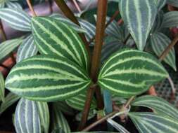 صورة Peperomia tetragona Ruiz & Pav.