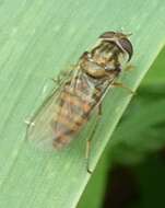 Image of Marmalade hoverfly