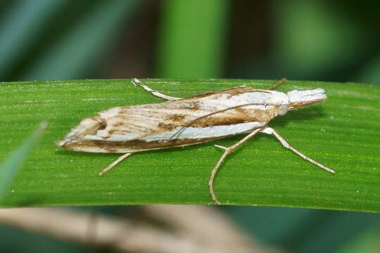 Image of Orocrambus vittellus Doubleday 1943