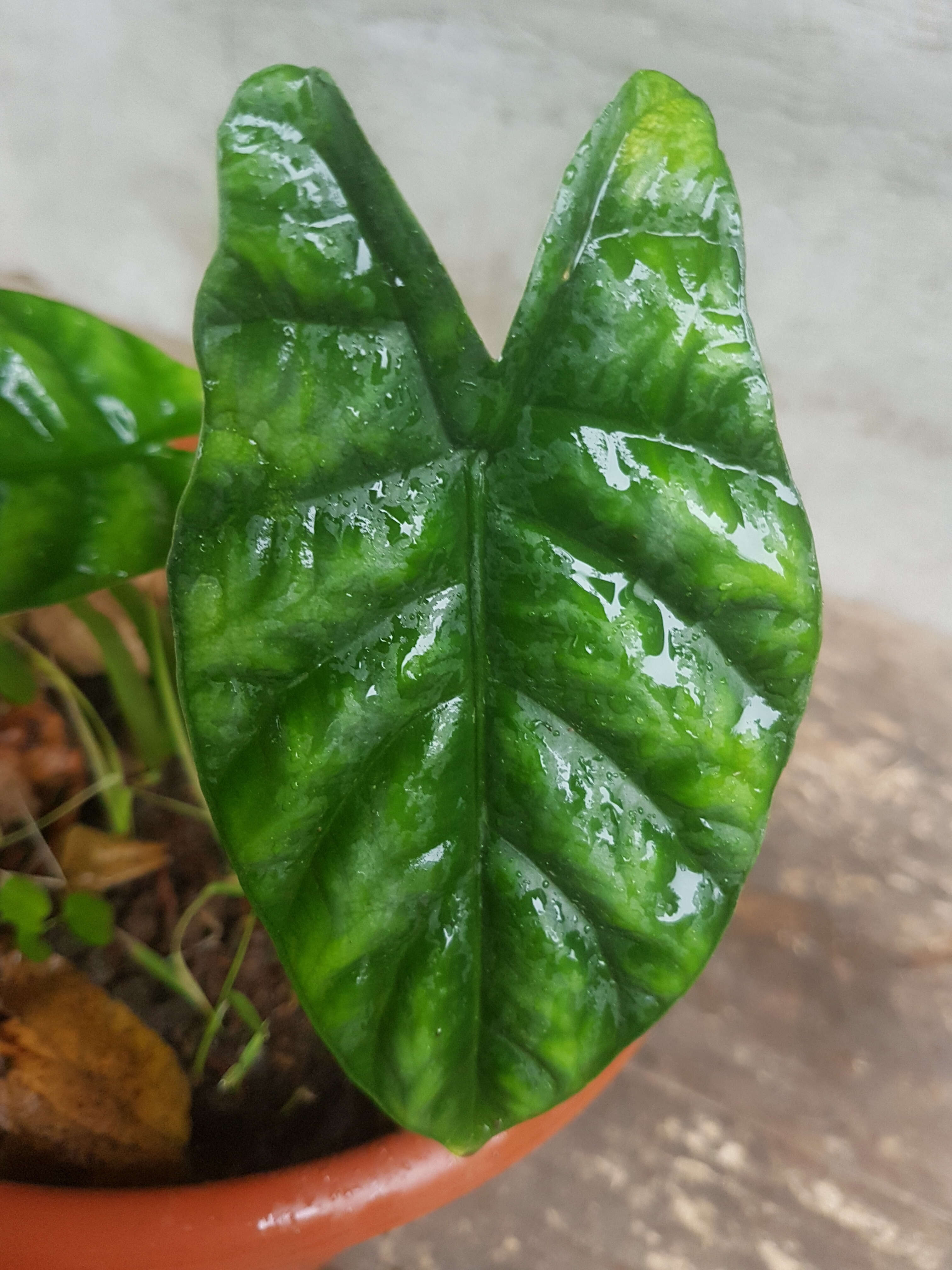 Image of Alocasia Quilted Dreams