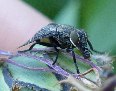 Image of Fly