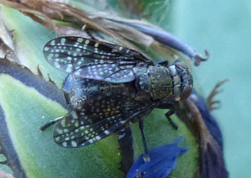 Image of Fly