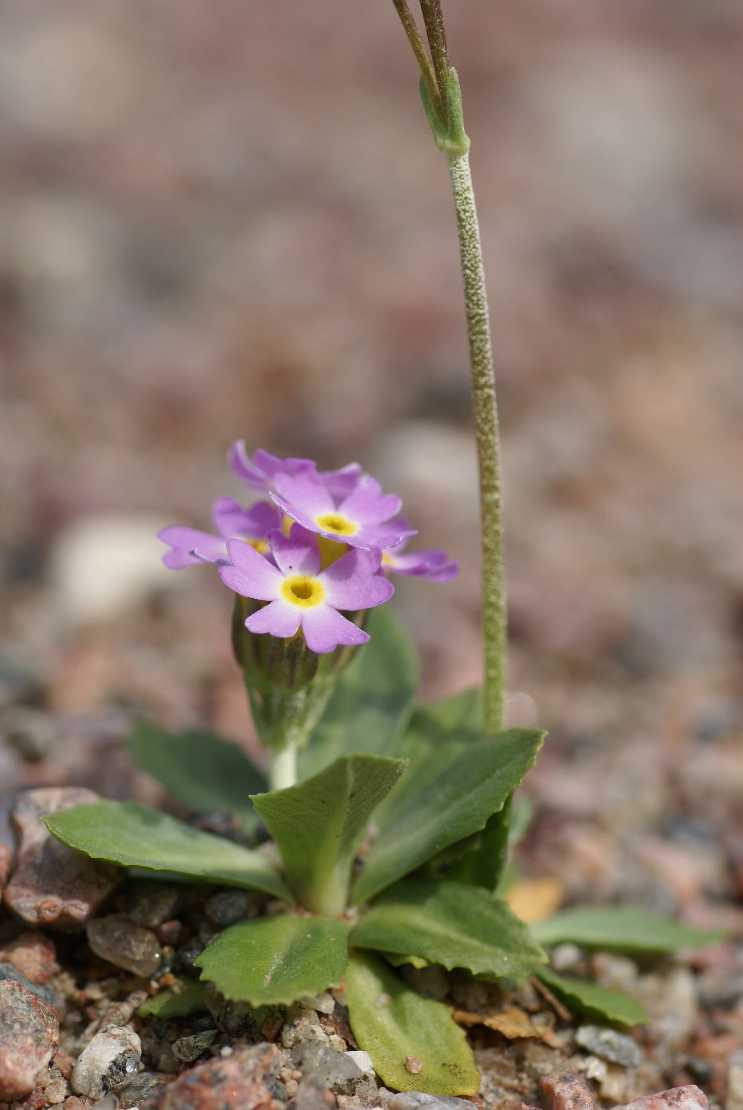 Слика од Primula stricta Hornem.