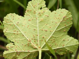 Image of Puccinia malvacearum Bertero ex Mont. 1852