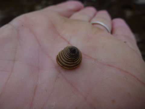 Image of channeled topsnail