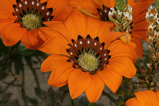 Imagem de Gazania pectinata (Thunb.) Hartweg