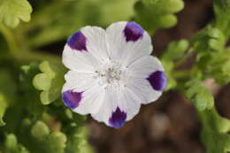 Imagem de Nemophila maculata Benth. ex Lindl.