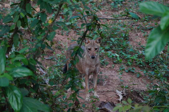 Image of golden jackal