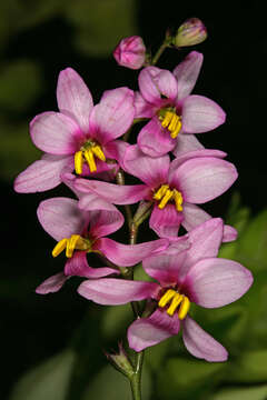 Image de Ixia scillaris L.