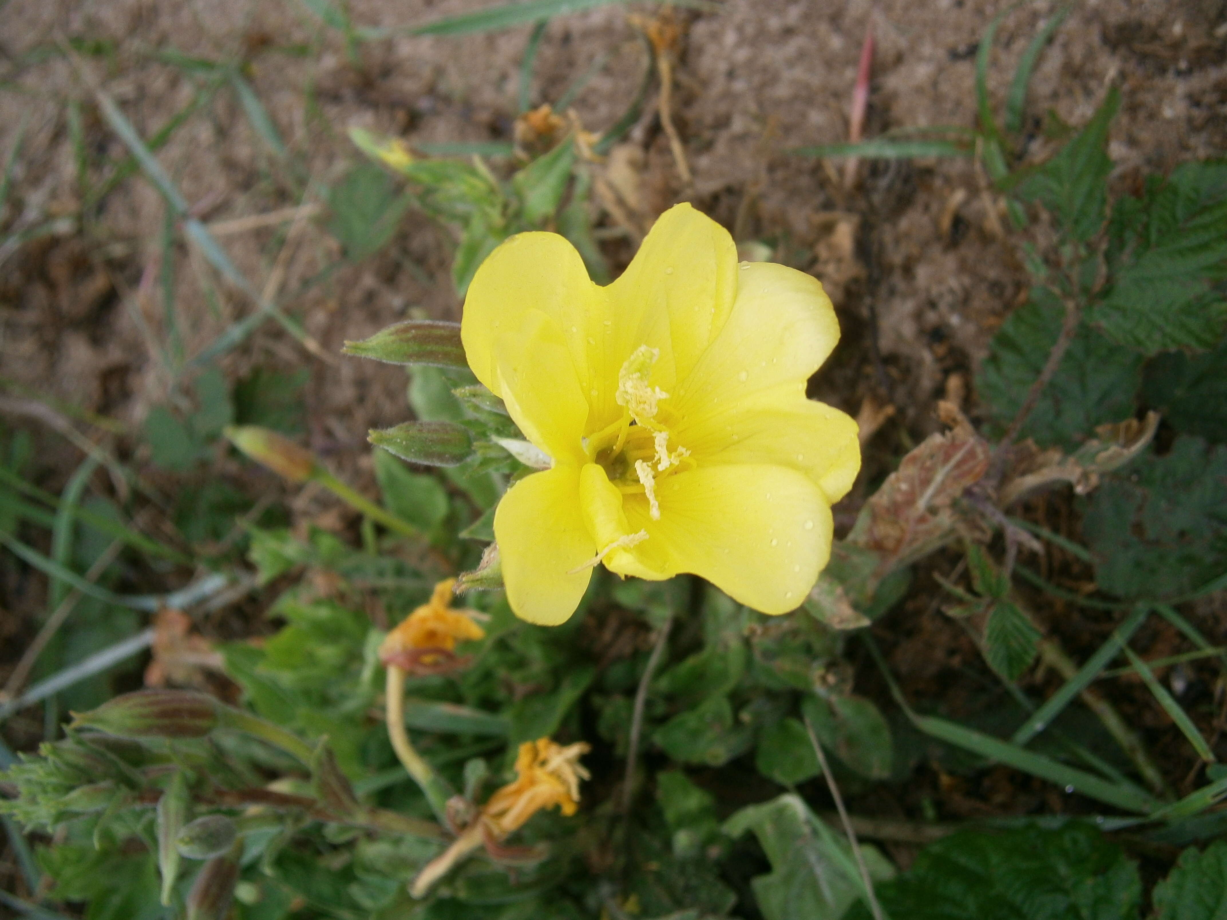 Imagem de Oenothera biennis L.