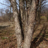 Image of Turkish Hazel