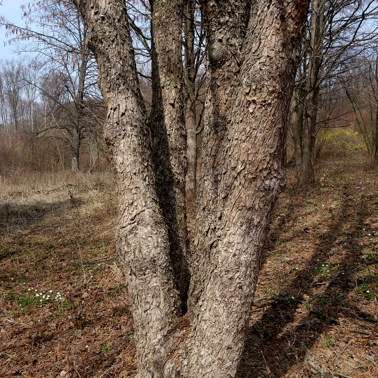 Image of Turkish Hazel