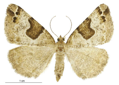 Image of Pseudocoremia flava Warren 1896