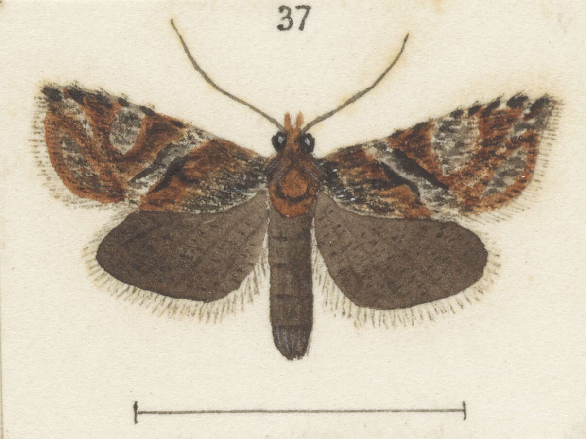 Image of Cnephasia latomana Meyrick 1885