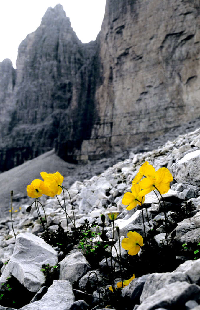 Imagem de Papaver alpinum L.