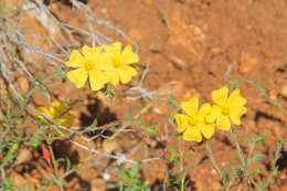 Image of Fumana arabica (L.) Spach