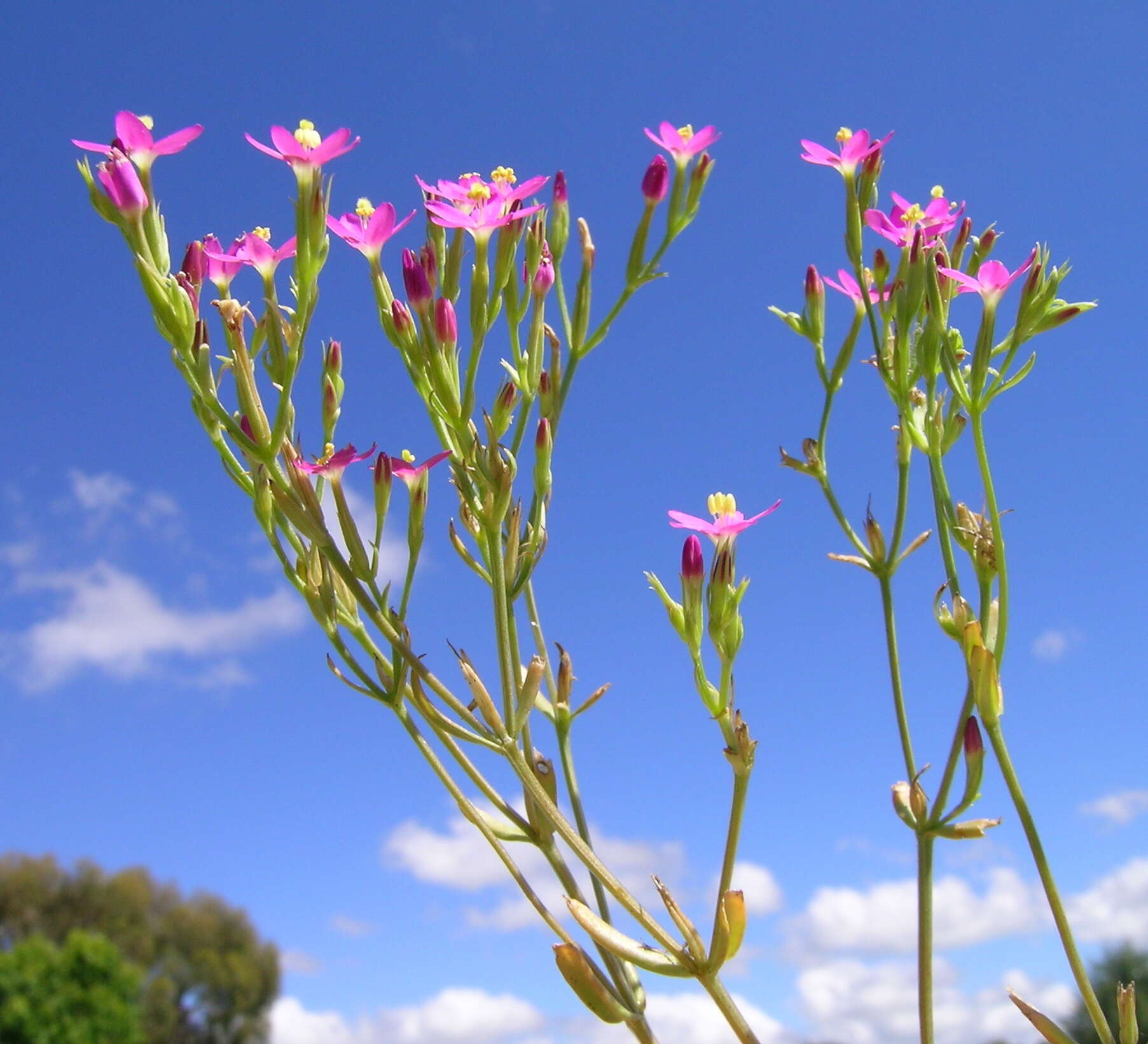 Image of slender centaury