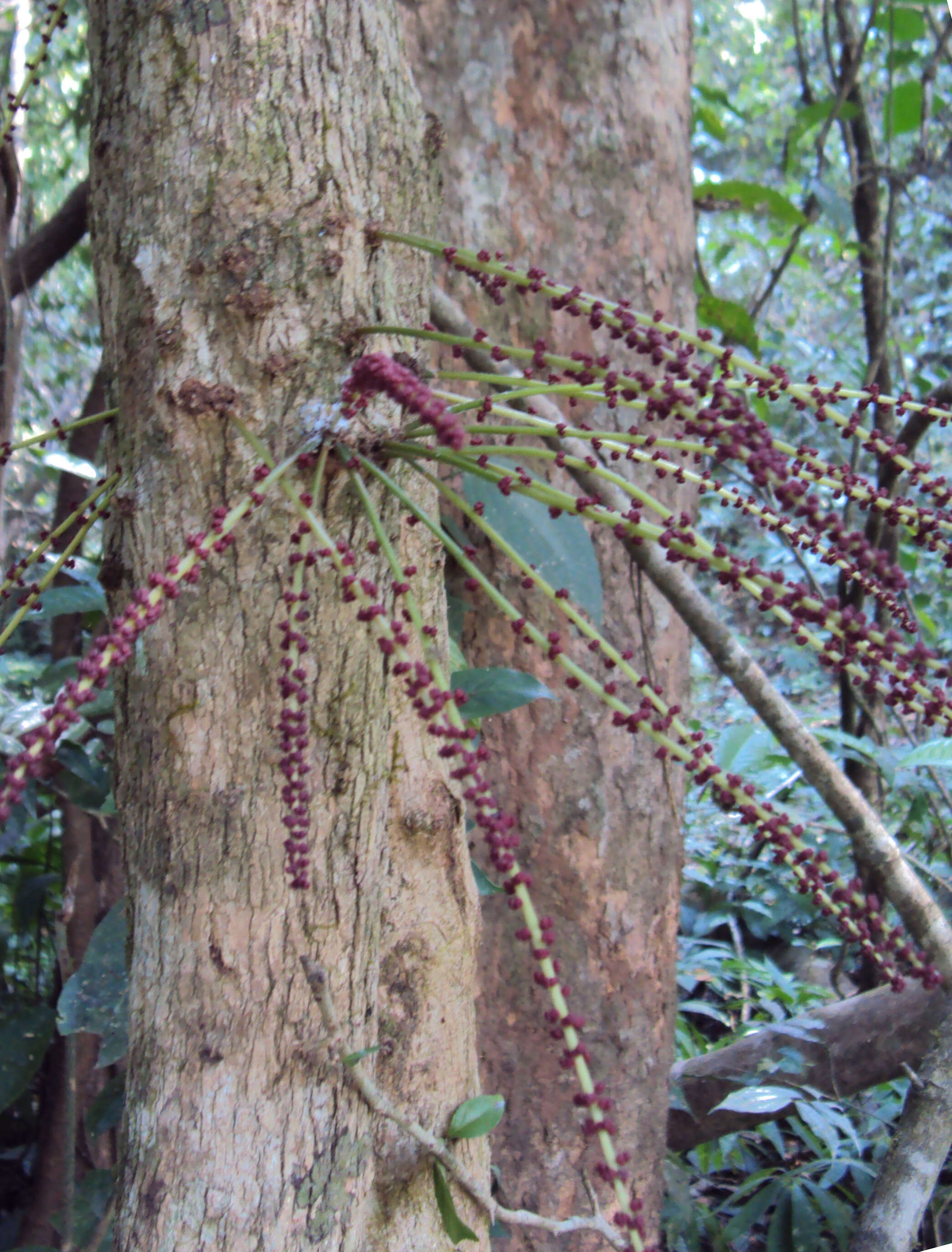 Image de Baccaurea courtallensis (Wight) Müll. Arg.