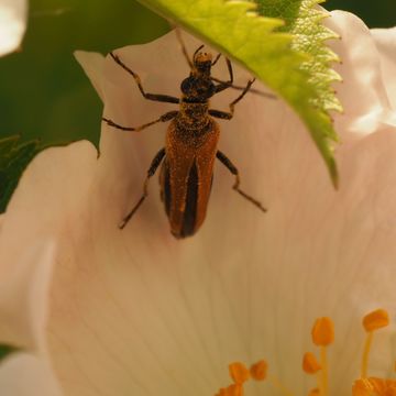 Image of <i>Oedemera femorata</i>