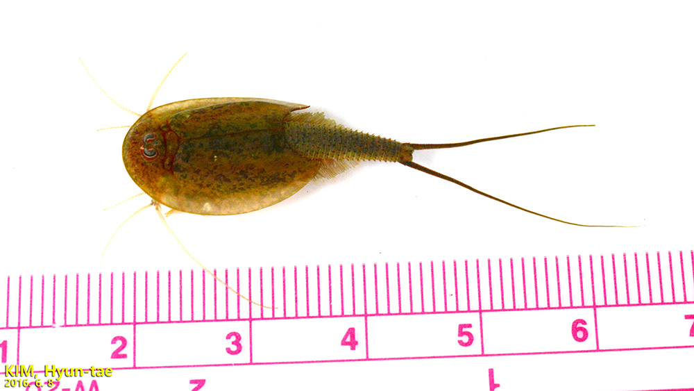 Image of Summer tadpole shrimp
