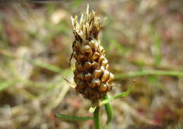 Image of brown knapweed