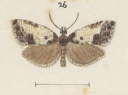 Image of Argyroploce chlorosaris Meyrick 1914