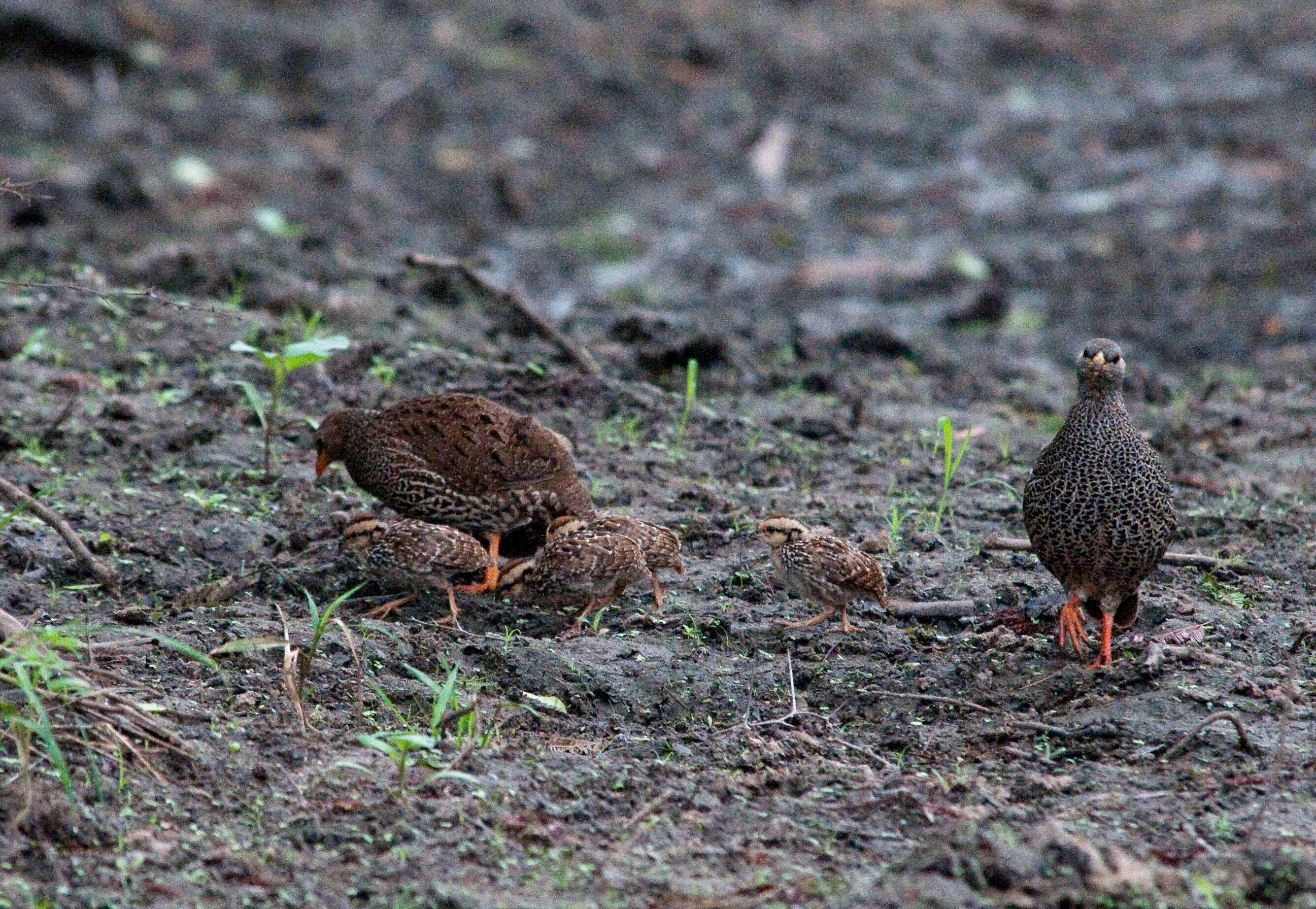 Image of Natal Francolin