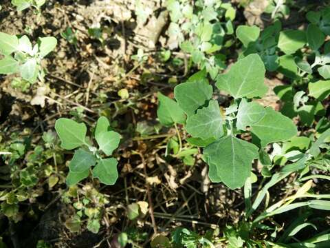 Plancia ëd Chenopodium opulifolium Schrader