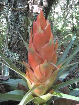 Image of bromelia