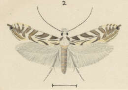 Image of Tinea accusatrix Meyrick 1916