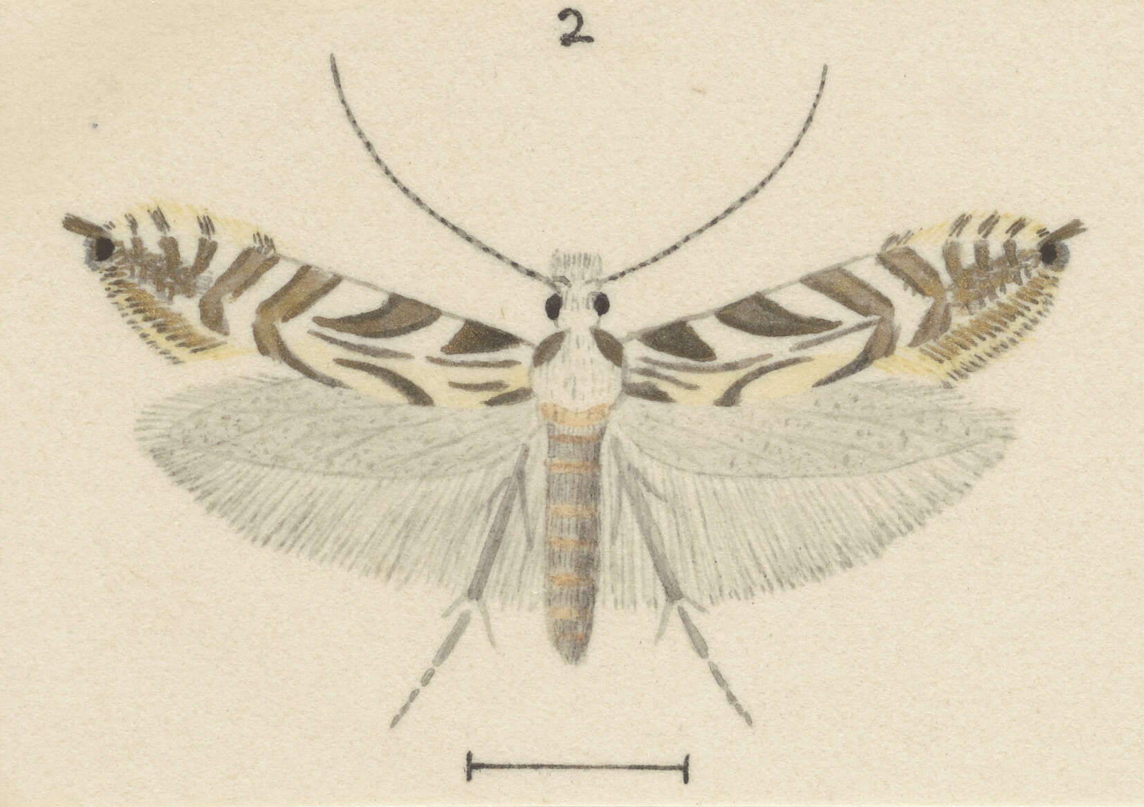 Image of Tinea accusatrix Meyrick 1916