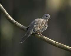 Image of Pink-spotted Fruit Dove