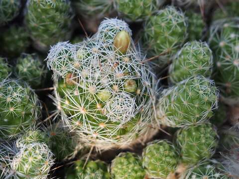 Image of Mammillaria vetula Mart.