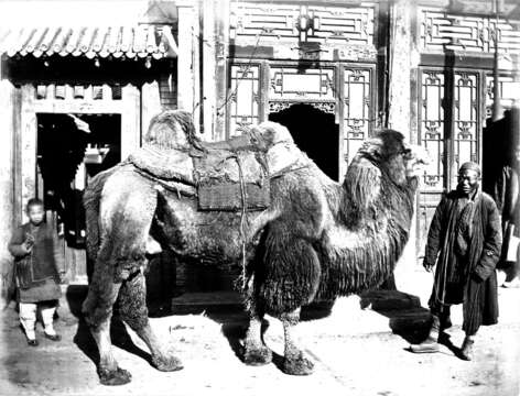 Image of Bactrian camel