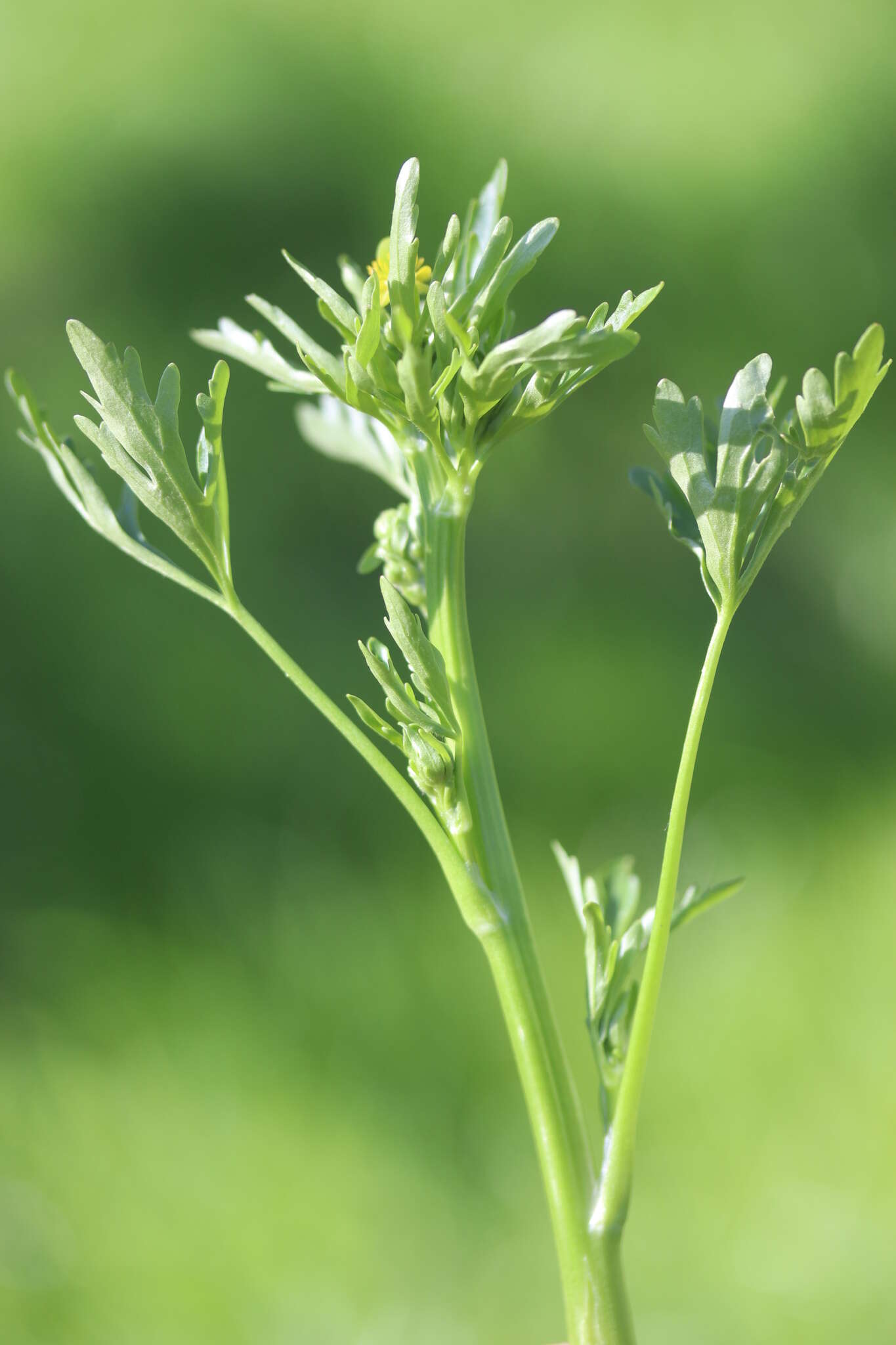 Image of cursed buttercup