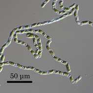 Image of Klebsormidiaceae