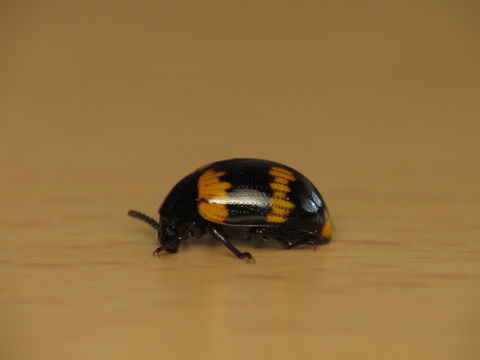 Image of <i>Diaperis boleti</i> (Linnaeus 1758) Linnaeus 1758