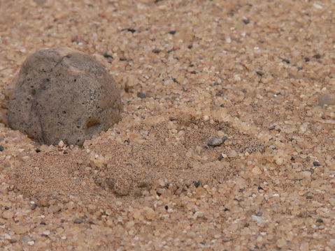 Image of Dwarf Puff Adder
