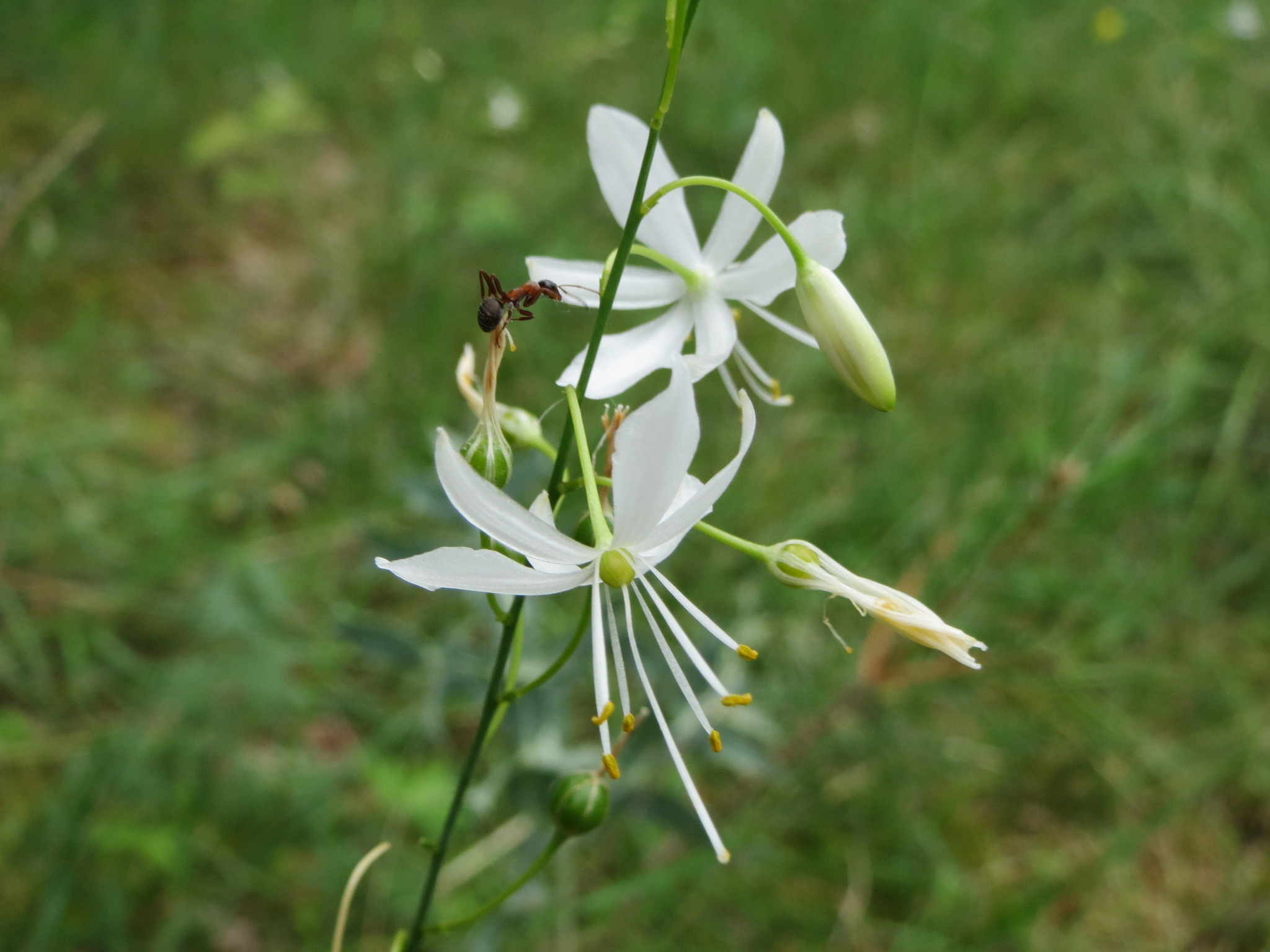 Image of <i>Anthericum ramosum</i>