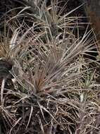 Image of Tillandsia werdermannii Harms