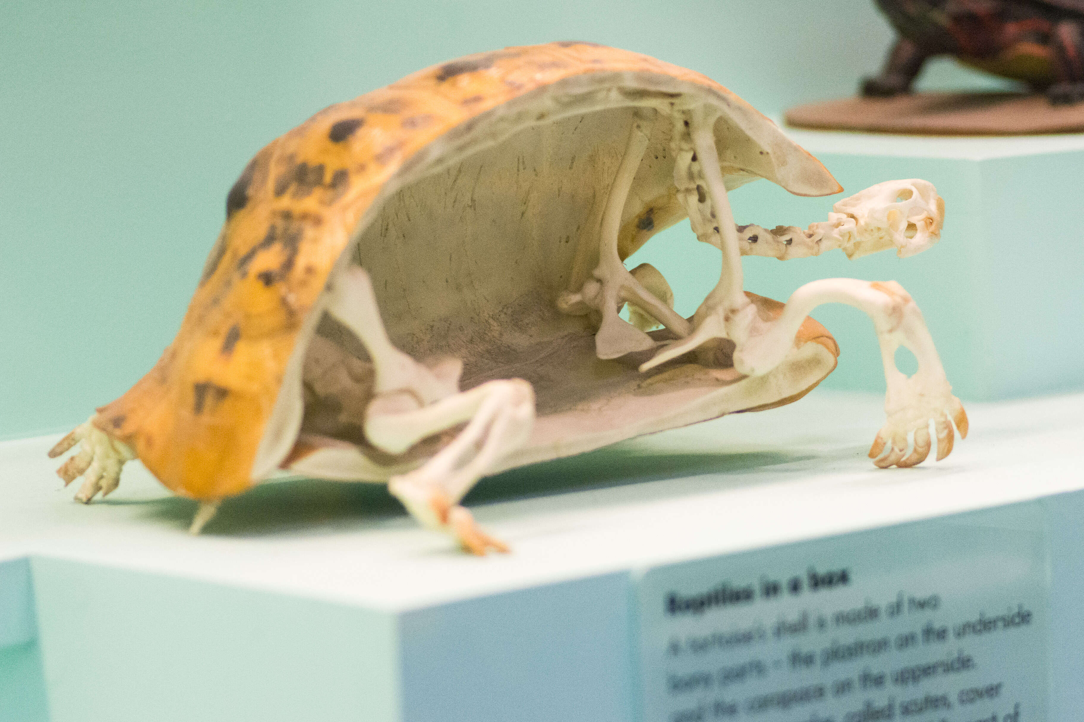 Image of Bell’s hinged tortoise