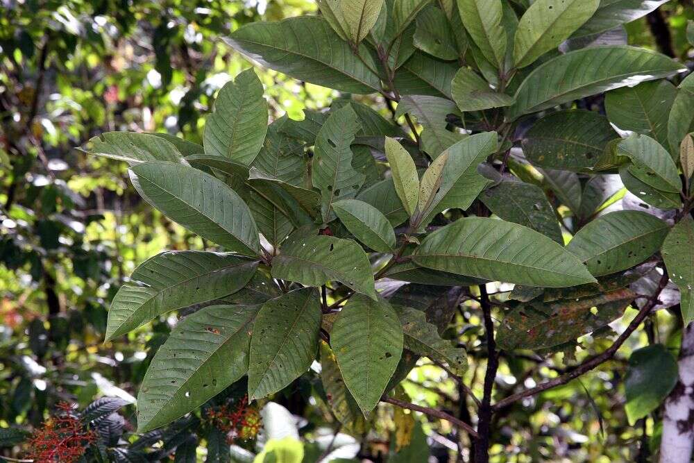 Image de Palicourea padifolia (Willd. ex Schult.) C. M. Taylor & Lorence