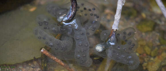 Hynobius leechii Boulenger 1887 resmi