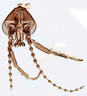 Image of Peripsychoda