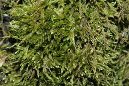Image of taxiphyllum moss