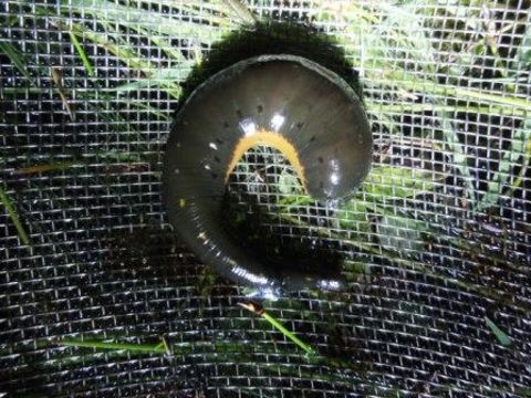 18.https www inaturalist org photos 3958455.580x360