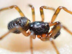 Image of False widow